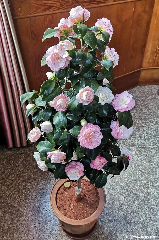 ��ɫ��ɰ (103).jpg