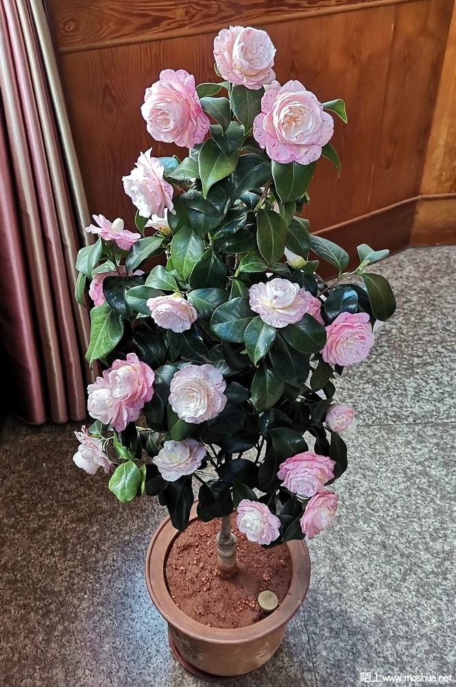 ��ɫ��ɰ (105).jpg