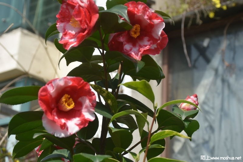 DSC_01410141.JPG