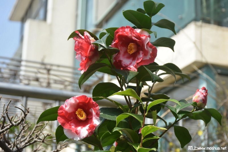 DSC_01460146.JPG