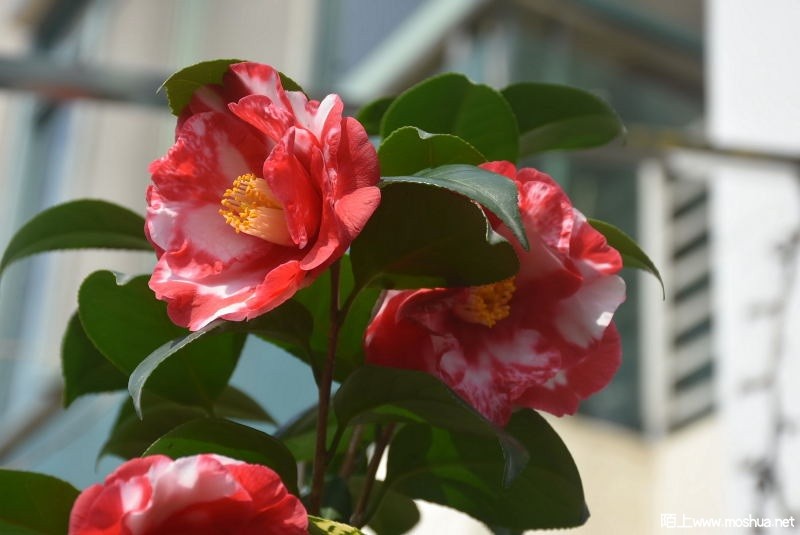 DSC_01150115.JPG