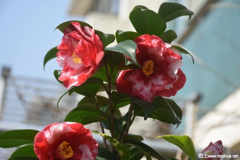 DSC_01100110.JPG