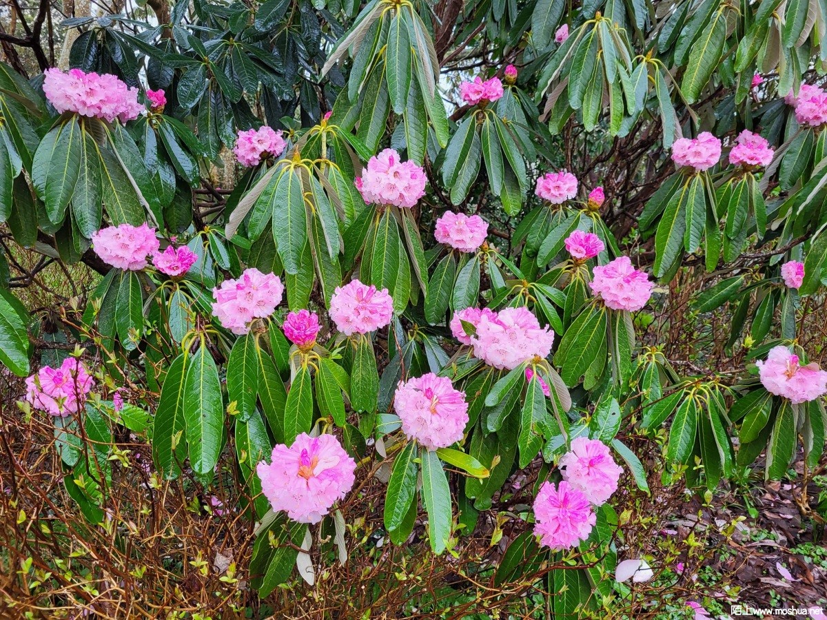 Rhododendron montroseanum x macabeanum.jpg