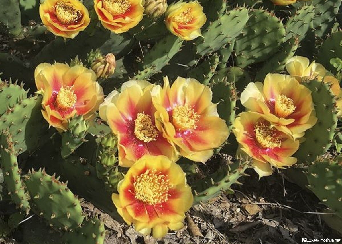 opuntia_cespitosa__6__resized.jpg