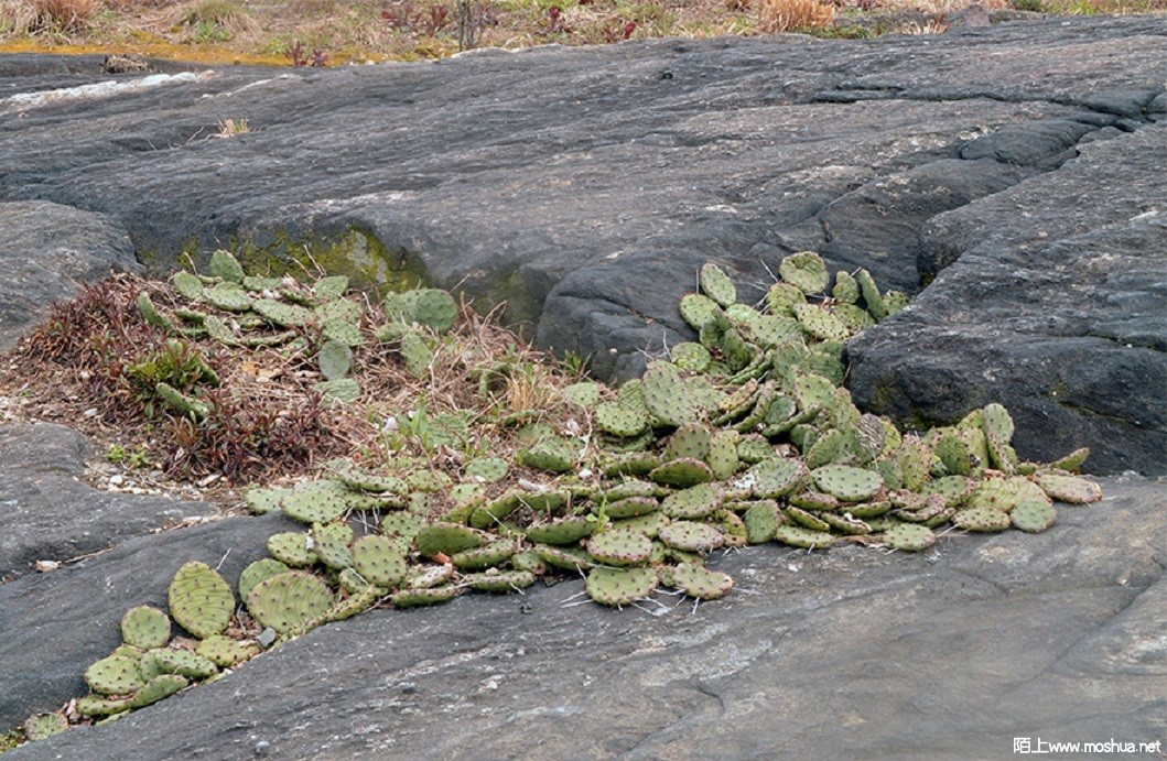 Opuntia-humifusa-April-17.jpg