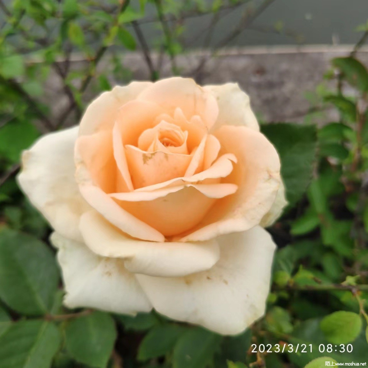 ΢��ͼƬ_20230321215037.jpg