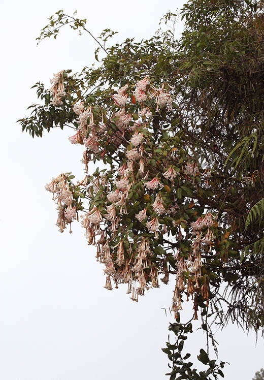 Rhododendron pleianthum.jpg