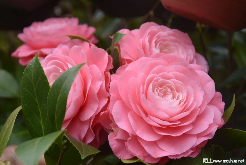 DSC_02700270.JPG