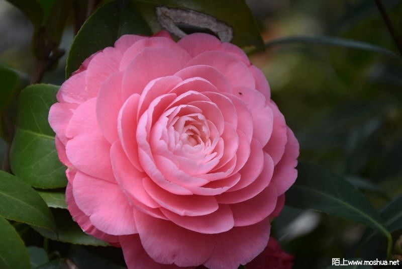 DSC_02860286.JPG
