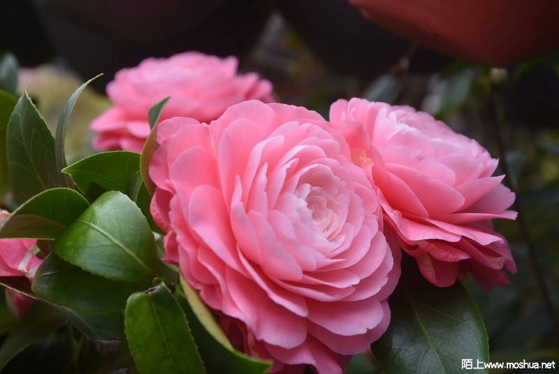 DSC_02340234.JPG