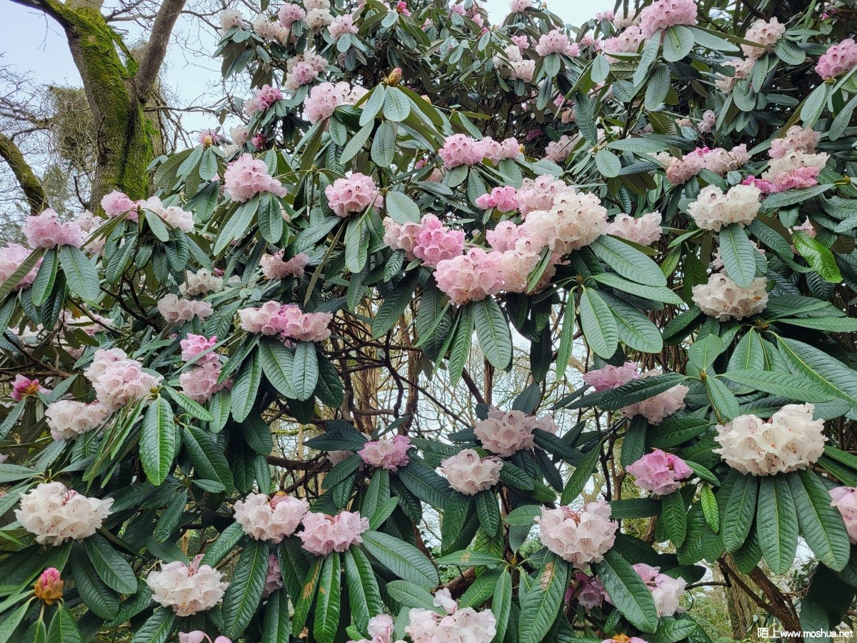 Rhododendron montroseanum Ħ�жž�.jpg