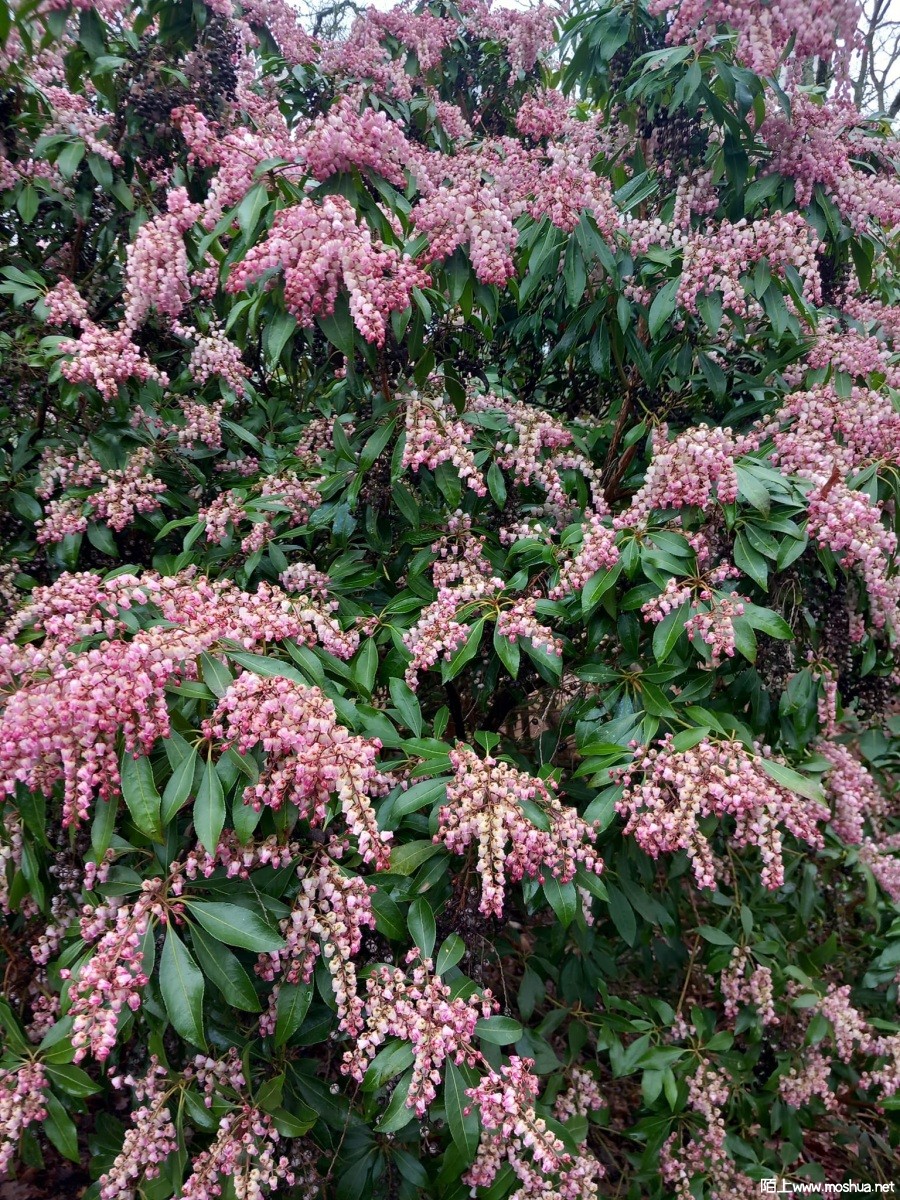 Pieris ����ľ.jpg