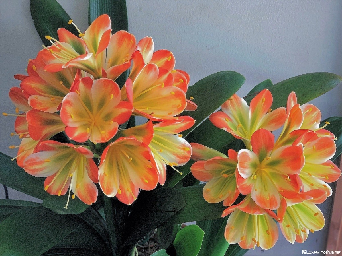 Clivia HATTORI LARA.jpg