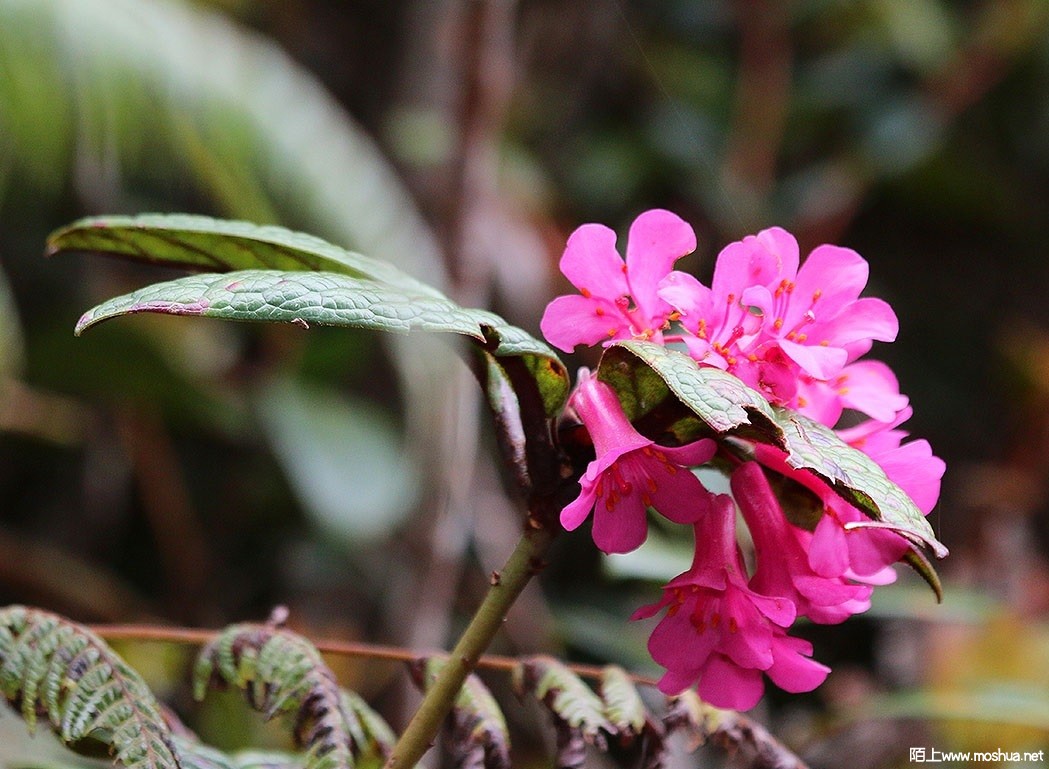 Rhododendron rugosum.jpg