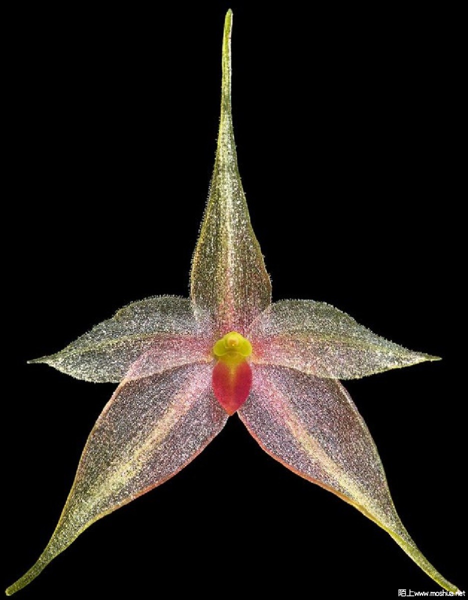 Platystele caudatisepala.jpg