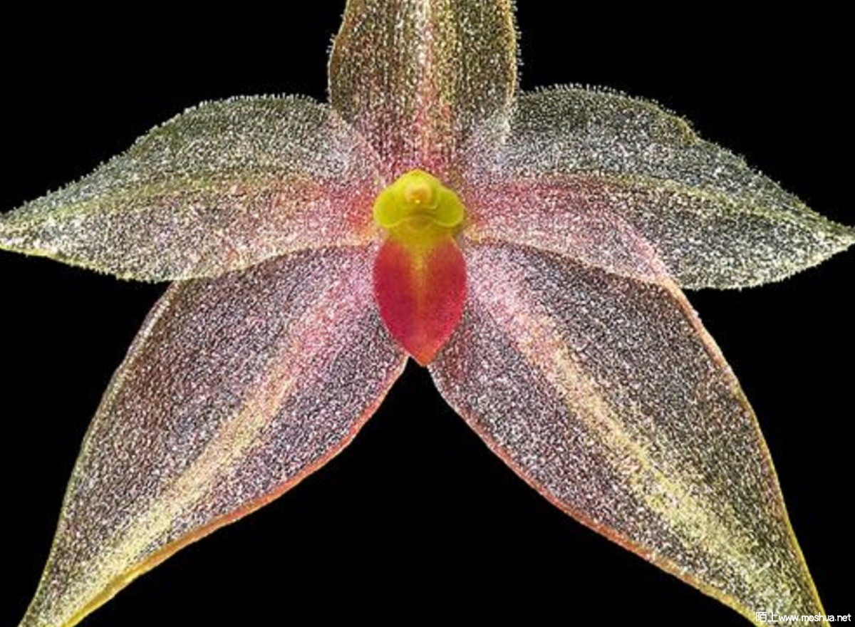 Platystele caudatisepala1.jpg