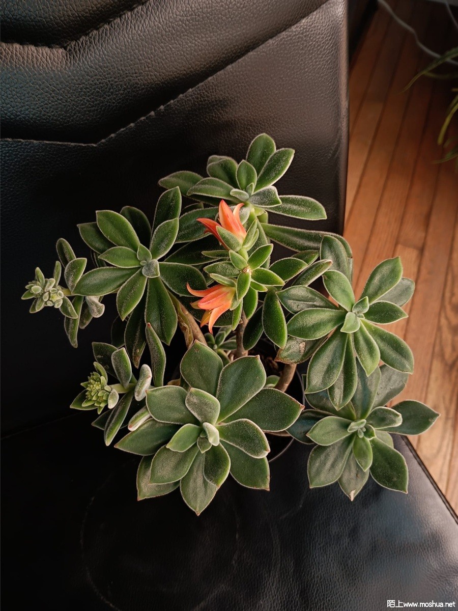 Echeveria harmsii.jpg