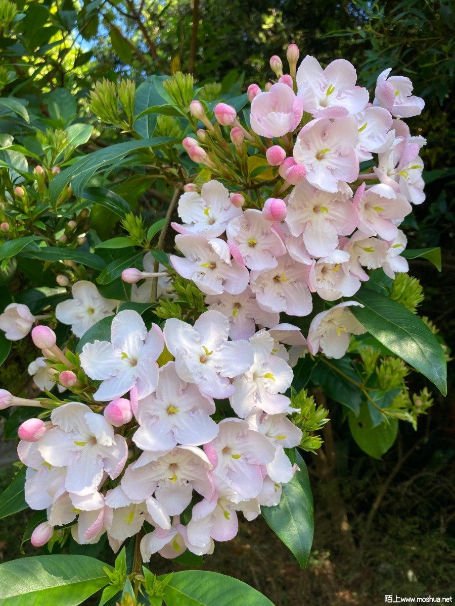 Luculia.jpg