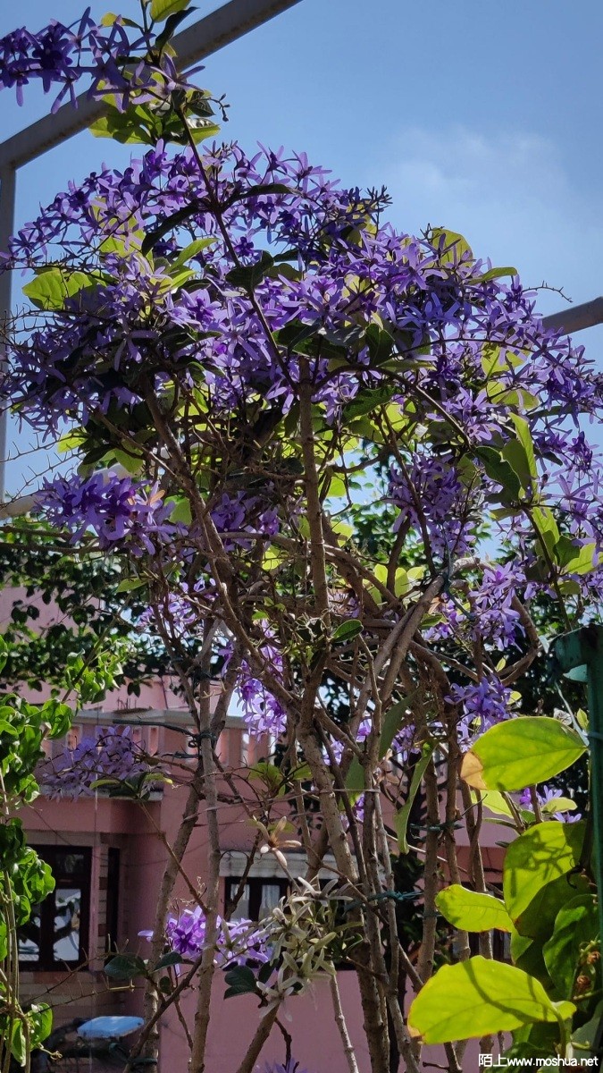 Petrea volubilis.jpg