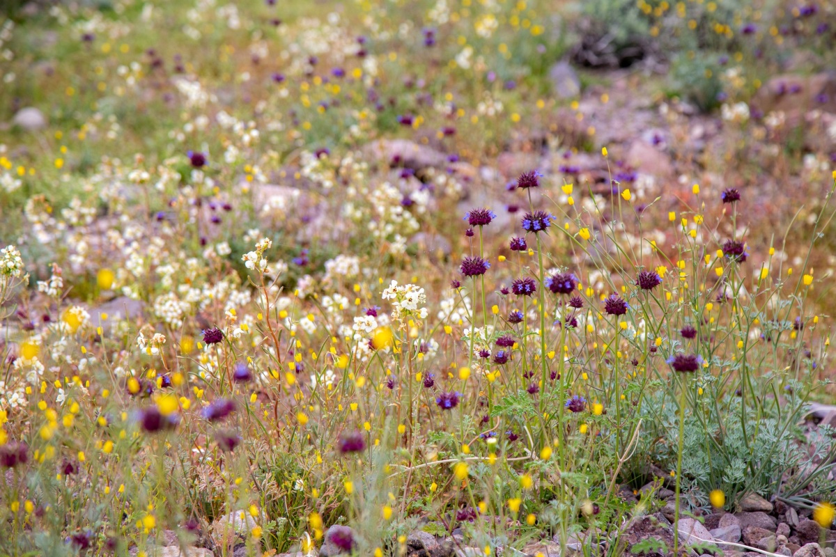 Salvia columbariae.jpg