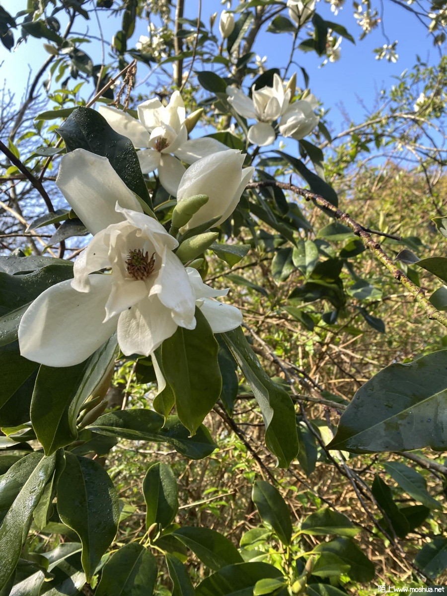 Magnolia maudiae ��ɽ��Ц.jpg