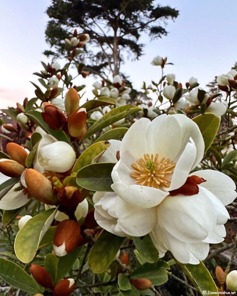 M. laevifolia ��Ҷ��Ц.jpg