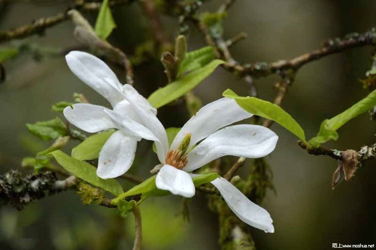 Magnolia x loebneri 'Neil McEachern'.jpg