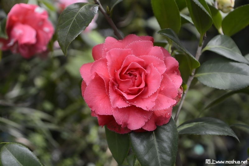 _DSC38850326.JPG