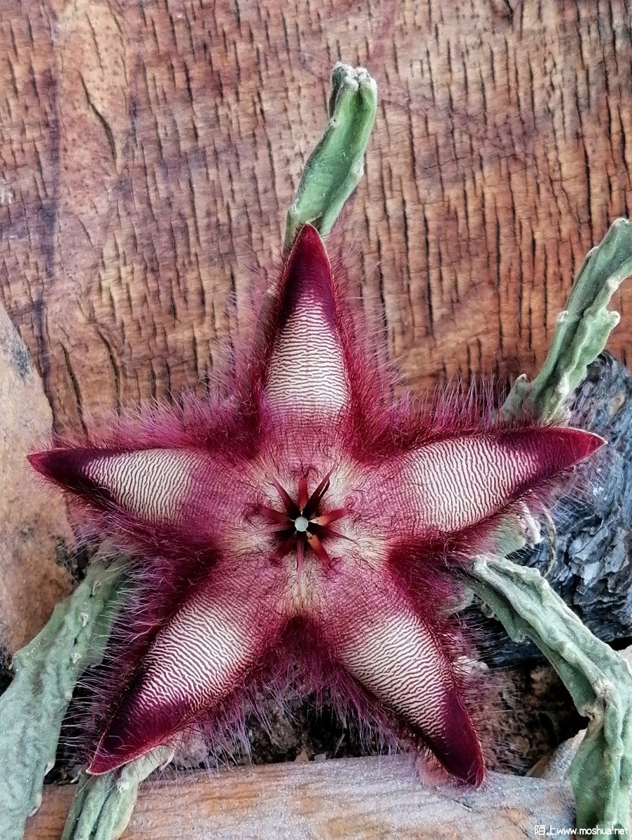 Stapelia hirsuta.jpg