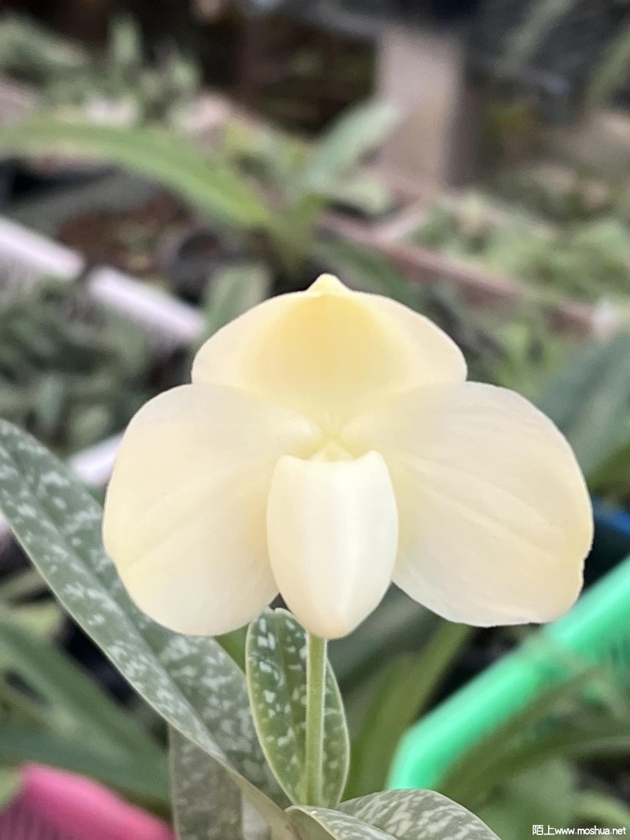 Paphiopedilum concolor album.jpg
