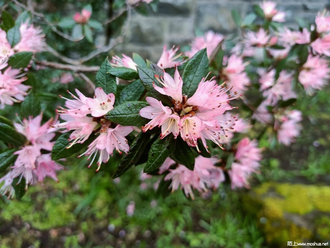 Rhododendron scabrifolium var. pauciflorum �軨��Ҷ�ž�.jpg