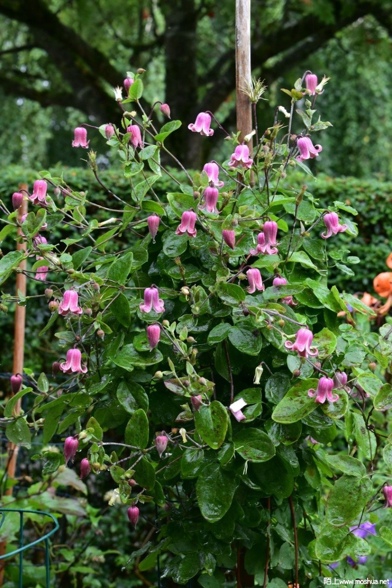 Clematis viorna 'Sonette' ��ʫ.jpg
