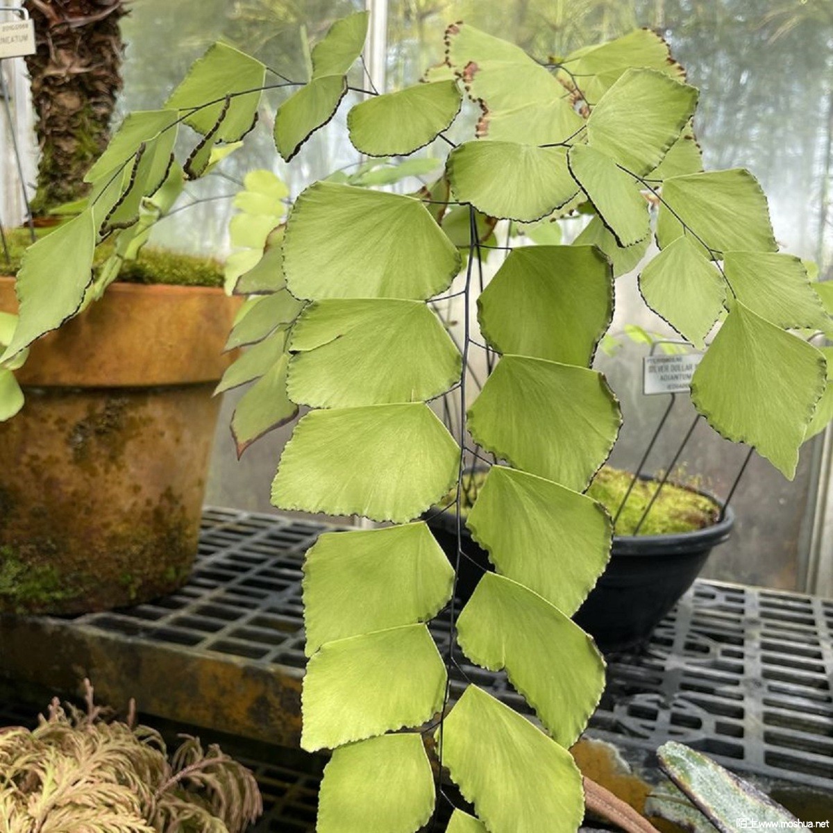 Adiantum peruvianum �����y���F��ާ.jpg