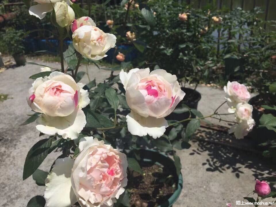 Ǯ������