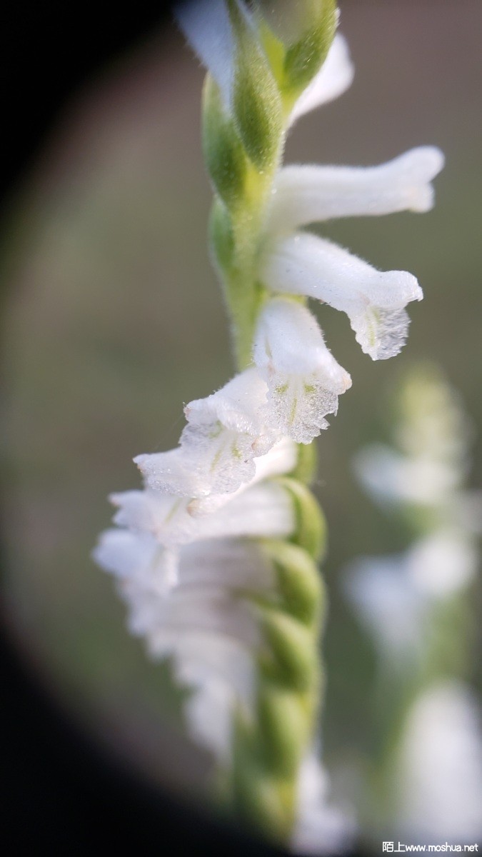 Spiranthes praecox.jpg