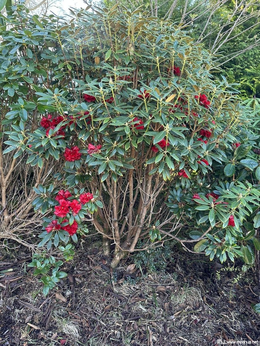 �����ž�Rhododendron ochraceum.jpg