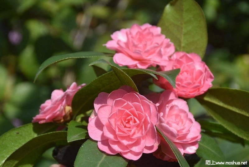 DSC_01980198.JPG