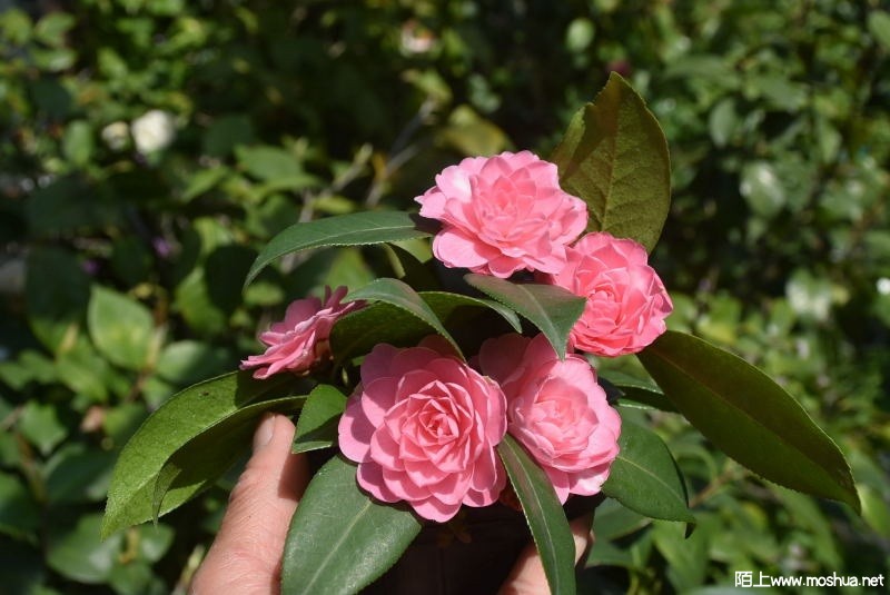 DSC_01880188.JPG