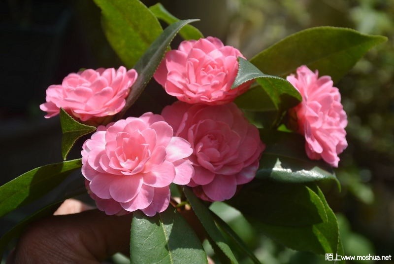 DSC_01610161.JPG