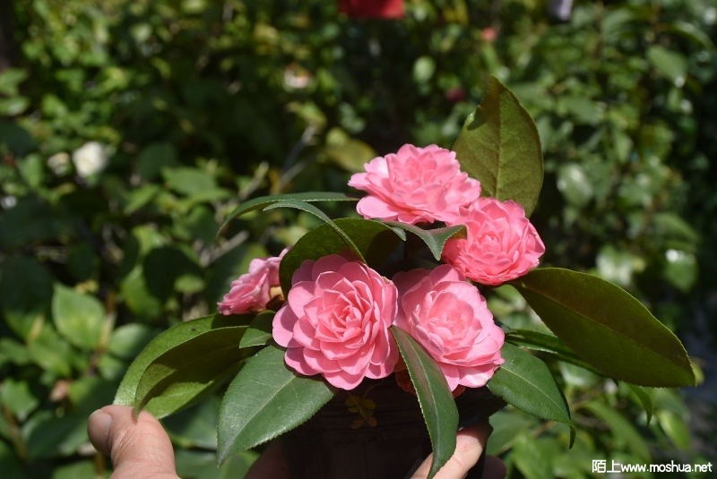 DSC_01930193.JPG