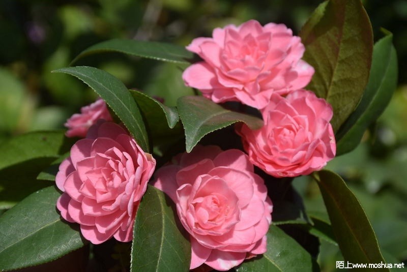 DSC_01940194.JPG