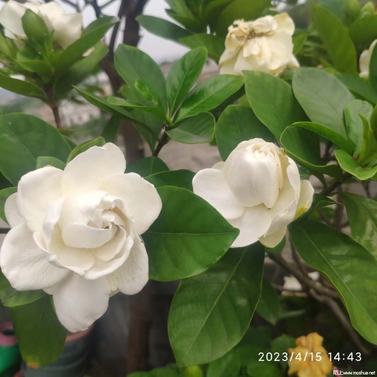 ΢��ͼƬ_20230415205329.jpg