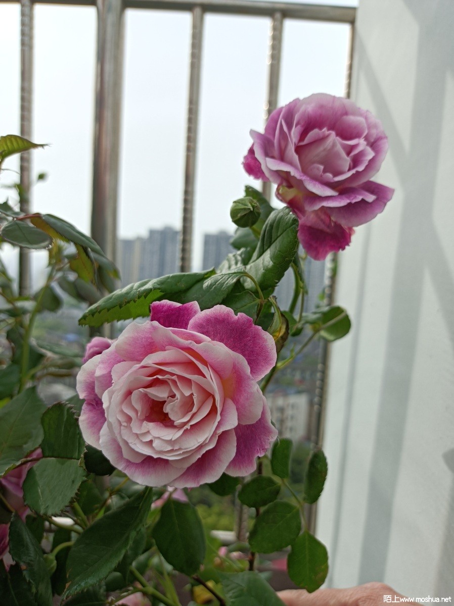 IMG_20230415_084209.jpg