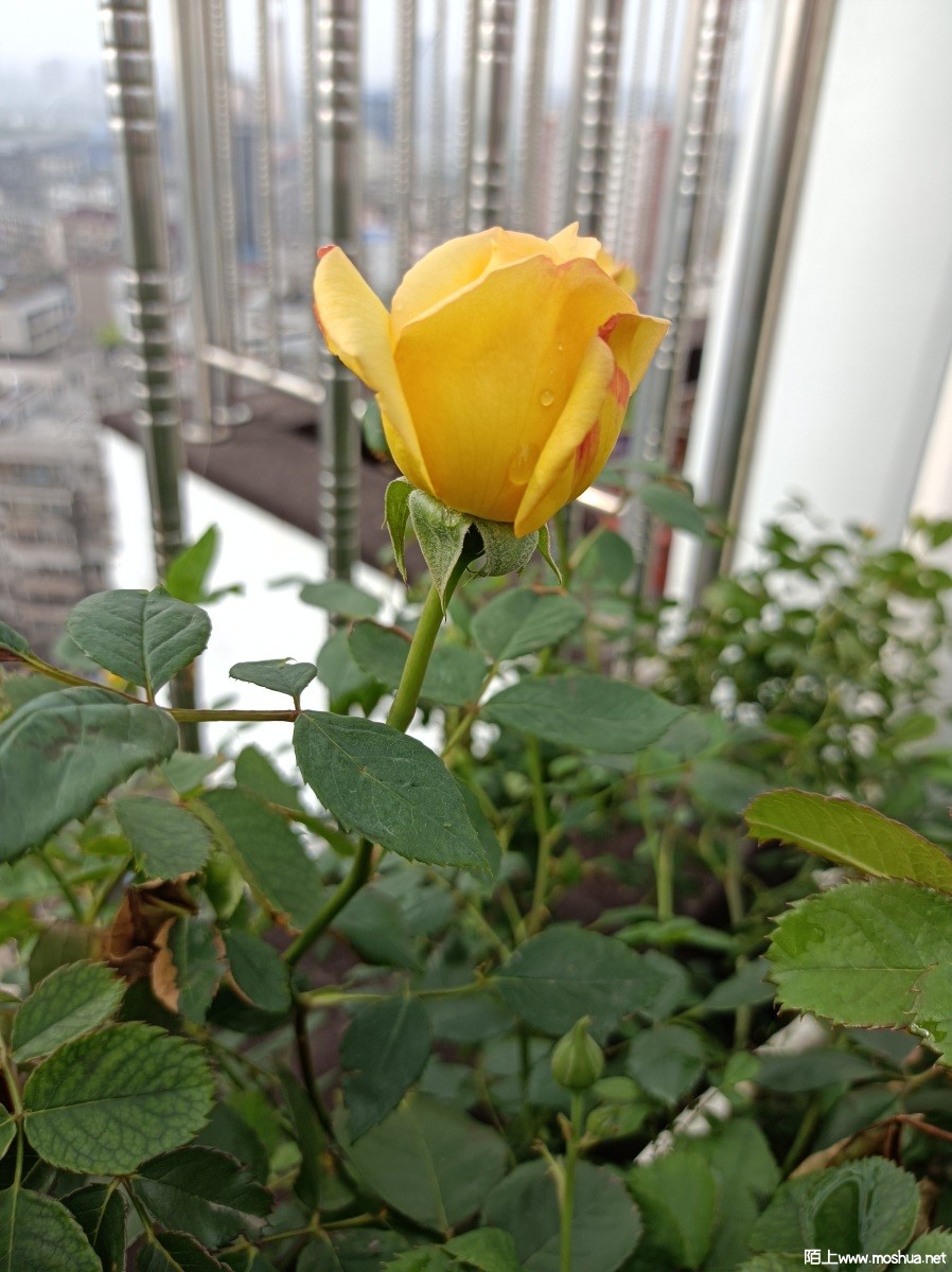 IMG_20230415_084354.jpg
