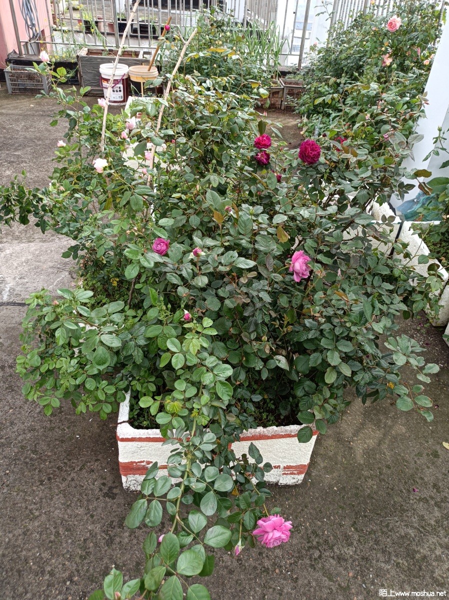 IMG_20230415_084446.jpg