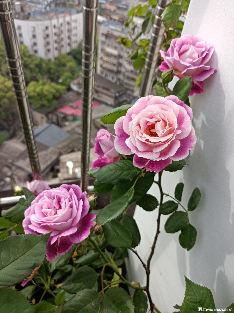 IMG_20230415_085339.jpg