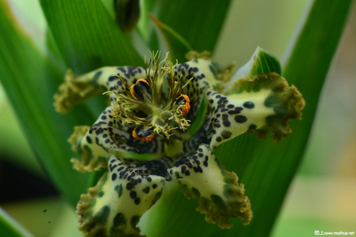 Ferraria crispa ssp. nortieri.jpg