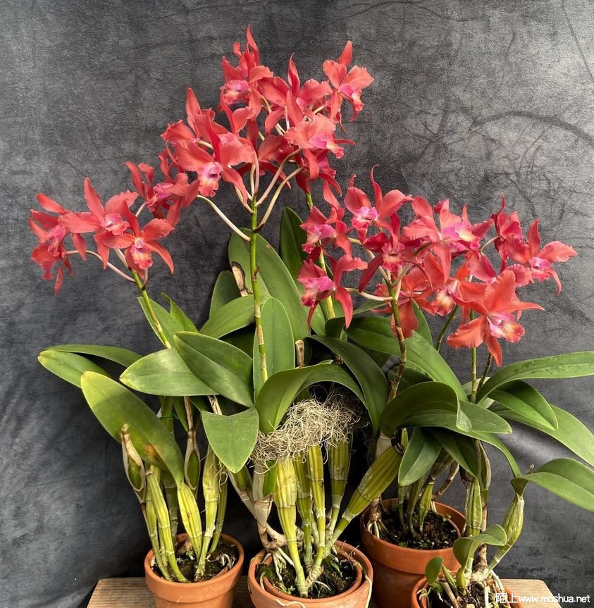 Blc Bouton D��Or x Schom undulata.jpg