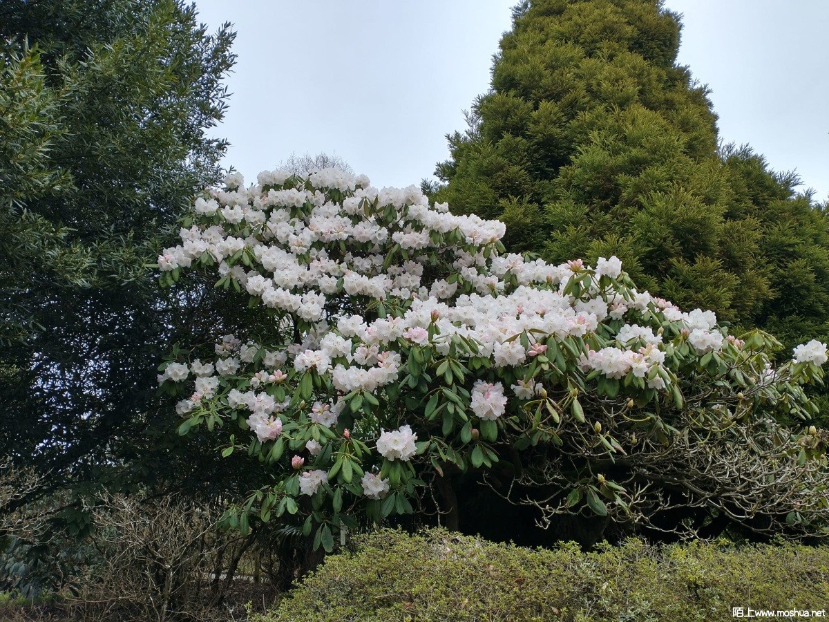 Rhododendron 'Seamew' (Loderi X sutchuenense.jpg