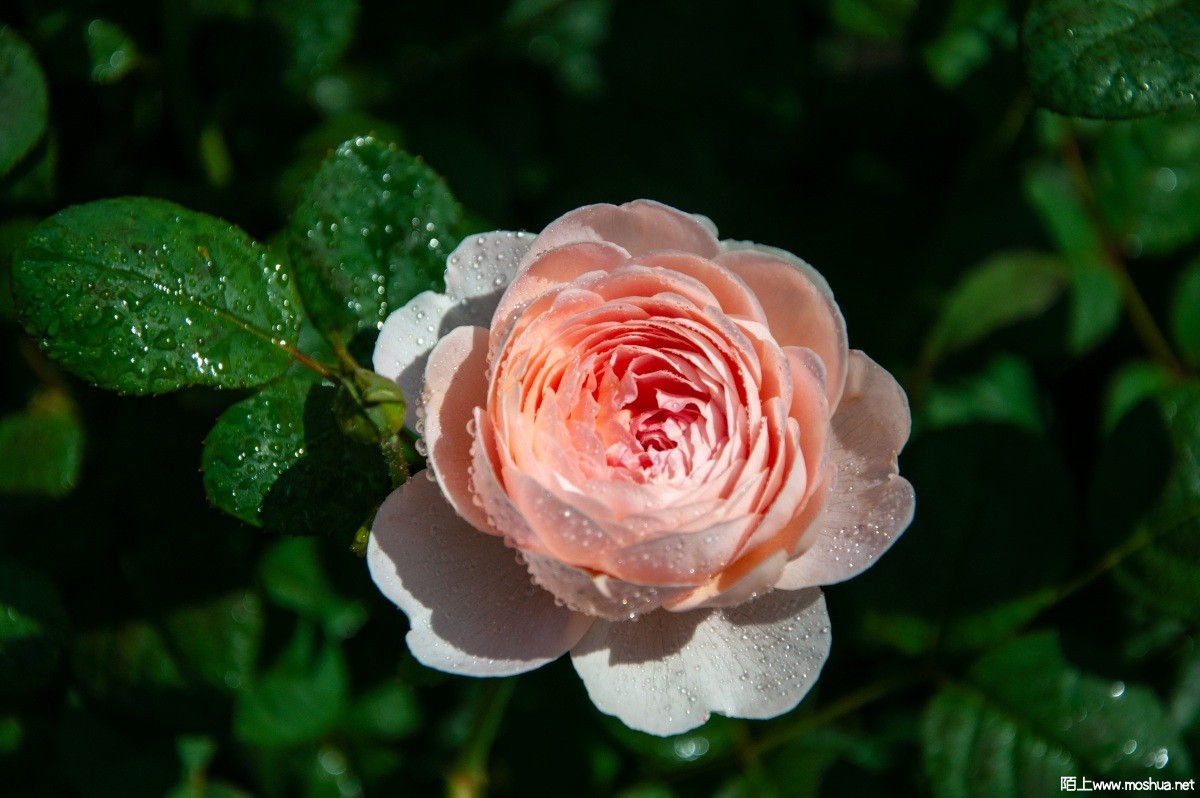 DSC_2320.jpg